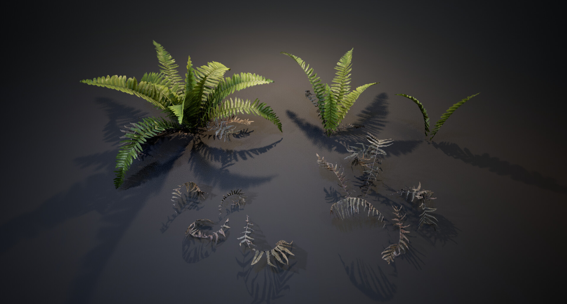 Fern diorama — image 5