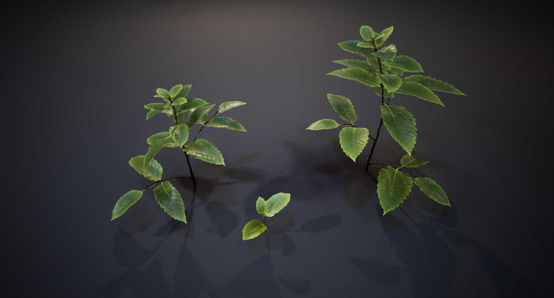 Fern diorama — image 6